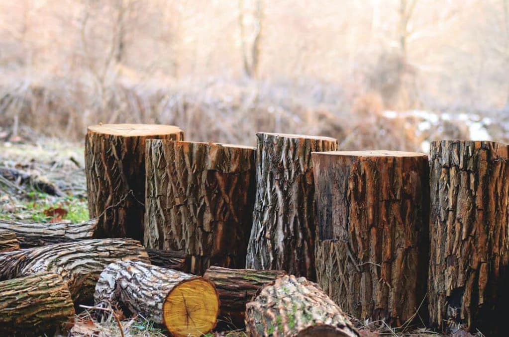 tree stumps lined up