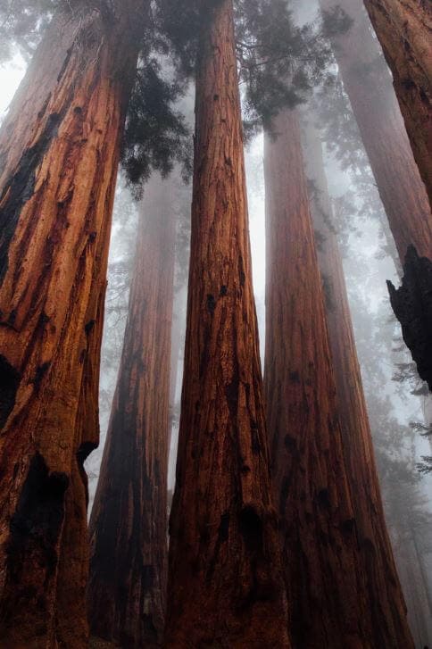 tall trees in a fog